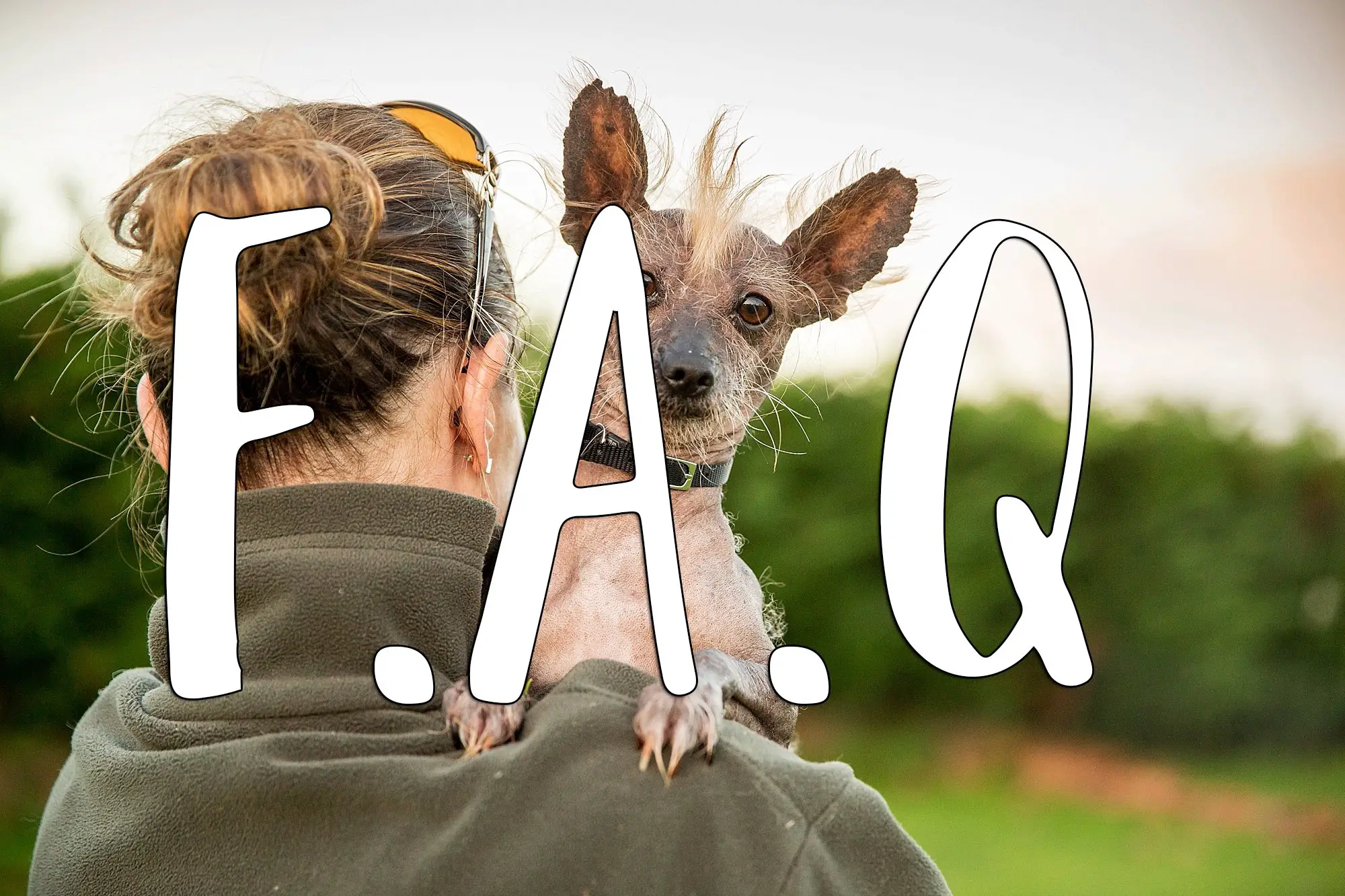 F.A.Q. Â» DC Rescue Dogs