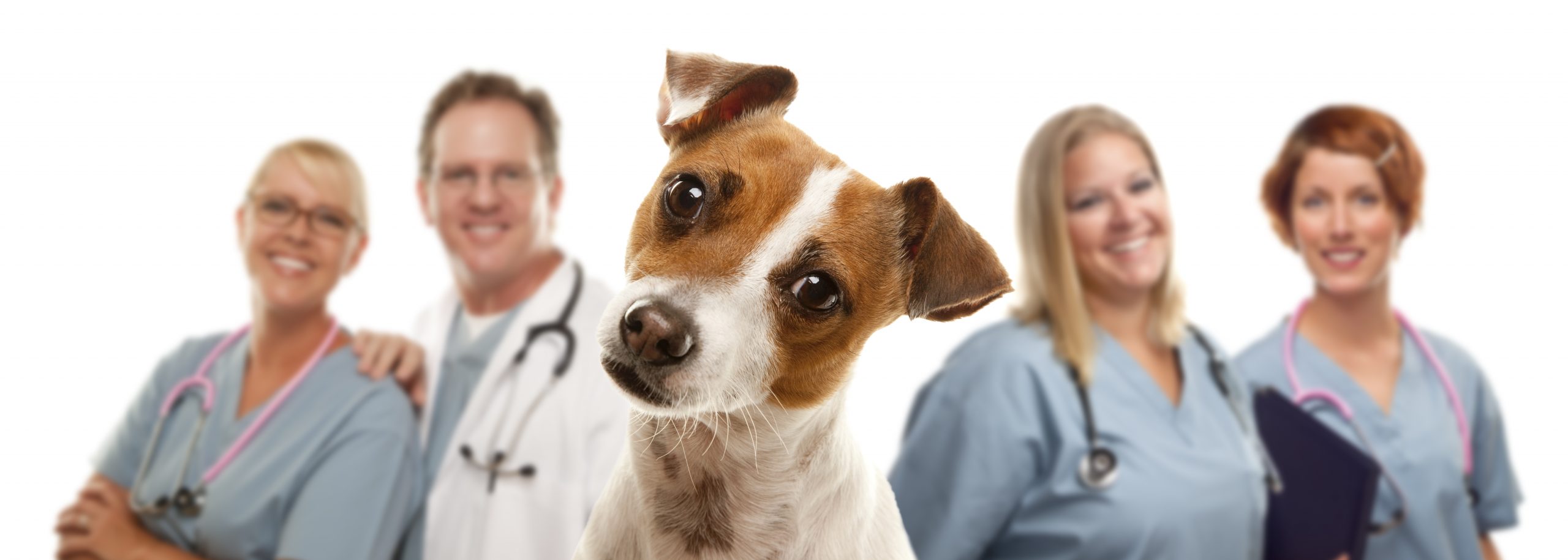 How to nail your next veterinary technician interview